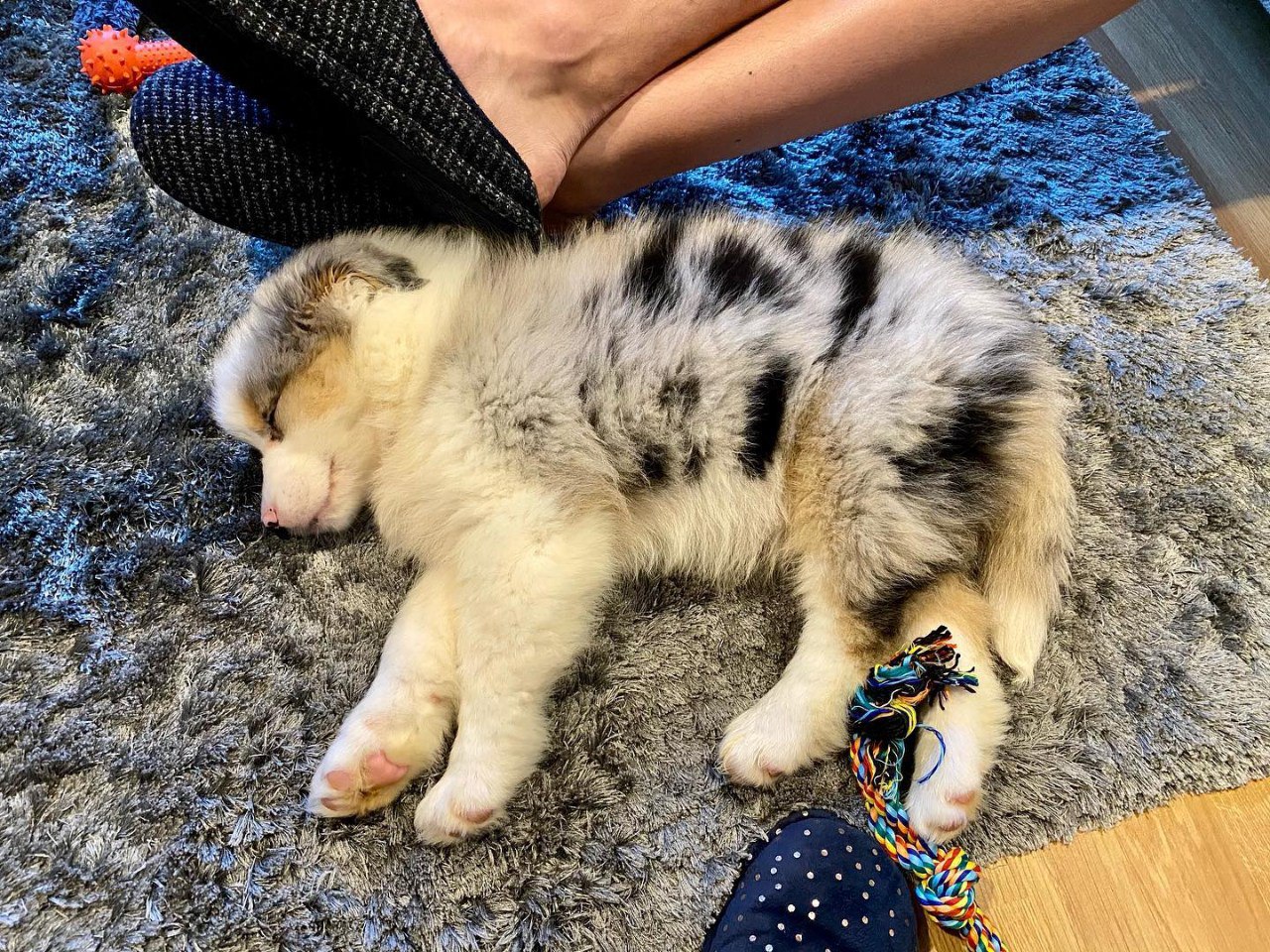 Morlich - Australian Shepherd Puppy